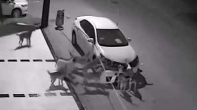 Pequenos criminosos pegos em flagrante