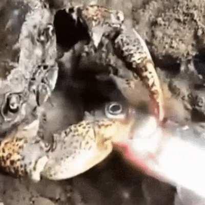 Crab savouring the fish