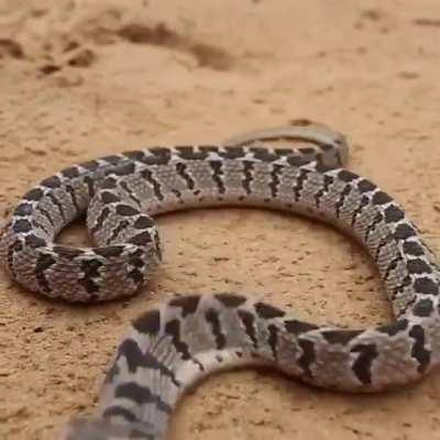 The Egg Eater Snake is a harmless snek native to Southern Africa. Here is one coiling and striking.