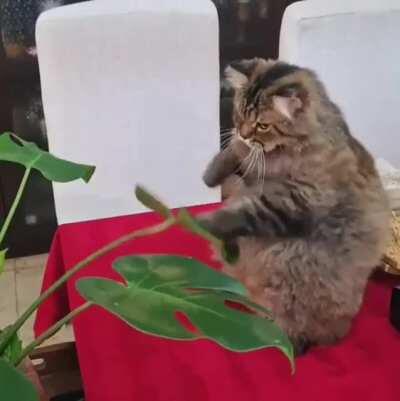 This cat boxed a leaf. I fixed it.