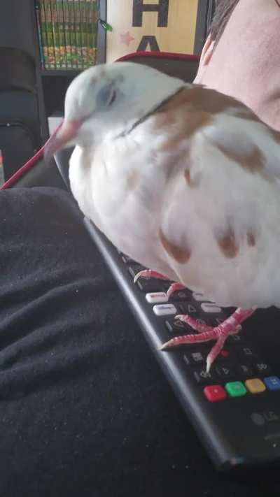 Help!! What is this behavior??