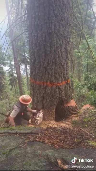 Logger survives a “barber chair”: a tree that splits and kicks out into random directions instead of falling as intended