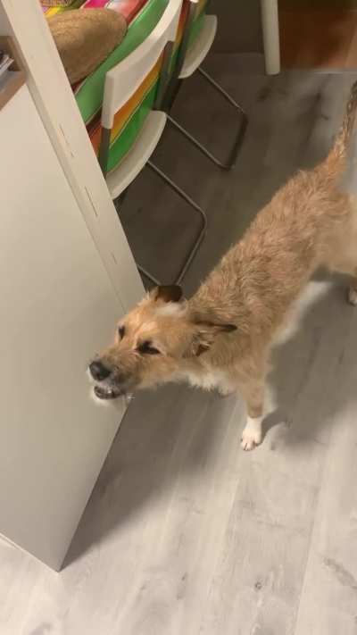 My dog forgot he's a dog!