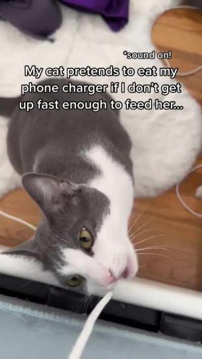 моё котэ притворяется, что грызет зарядку, когда я недостаточно резко подрываюсь его кормить (звук вкл)