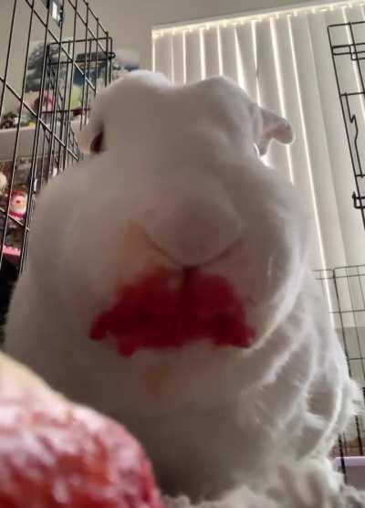 Just a bun enjoying his fresh victim—I mean food!!!