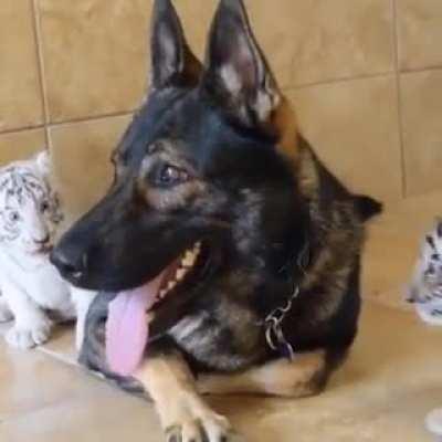 Try to sneak up on a german shepard