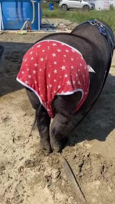 I would like to attend this party)