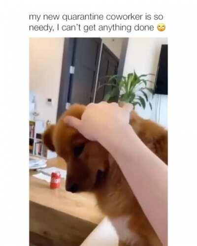 At least dogs are loving the quarantine