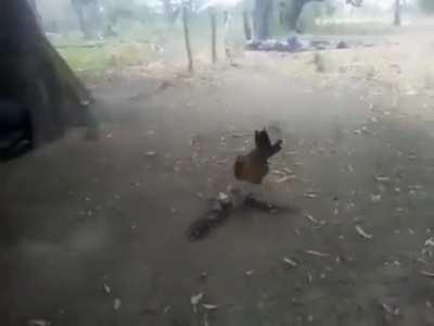 Ты залетел не в тот район, петушок