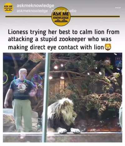 Lioness trying her best to calm lion from attacking a stupid zookeeper who was making direct eye contact with lion