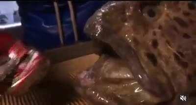 Decapitated wolffish biting through metal.