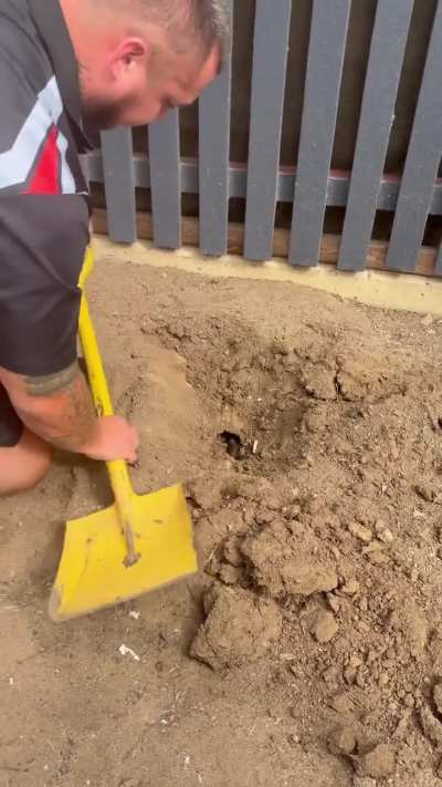 Removing venomous snake