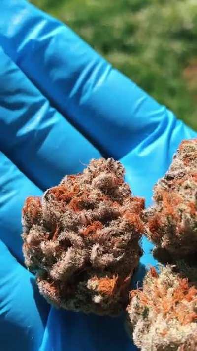 Orange Cookies (Bagseed from Jungle Boys I grew)