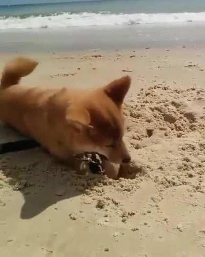 Much digging. Very happy.