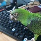 Yoshi, you little wanker