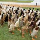 Time to prepare the duck march caw caw