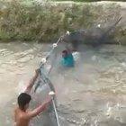 The fish became agitated