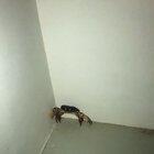 My wife and I found a crab outside our airbnb in Curacao