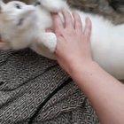 Double belly rub a dub dub