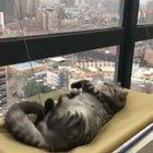 A nap with a view Now!!