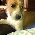 Bailey, Bailey, Bailey, Bailey