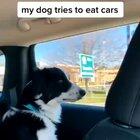 Get those cars, silly pupper!
