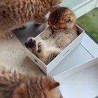 This little kitten has fallen asleep in an iPhone box