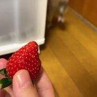 “Is...is this thing supposed to be food?”