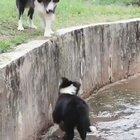 Border Collies, often cited as the most intelligent of all domestic dogs.