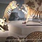 This Lion has seen some serious s***