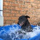 some say that he's still swimming....