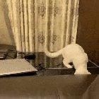 Curiosity makes fools of the best of us