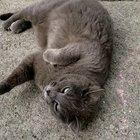 I made a friend who was delighted to show off their cute little belly!