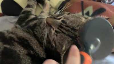 I brush my cat Noah every day to make sure his shedding is lowered because my mom is allergic. He has really grown to like it.