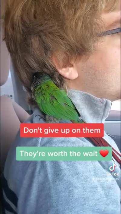 We rescued Noel, a neglected 15 year old Green Cheek Conure. After 2 years he's finally letting us in 🥲 Don't give up!