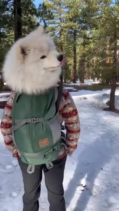Doggo chilling in the backpack