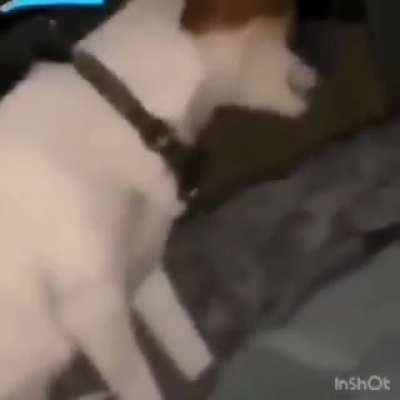 pode cachorro indiano no subreddit?