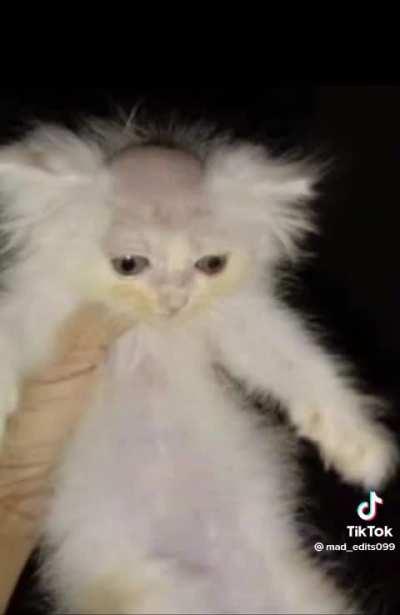 Bagel no bagel🥁🥁🥁🥁🥁