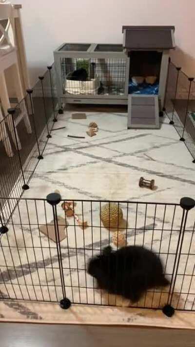 Ori loves his zoomies.