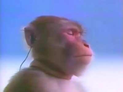 An interesting song 🫡