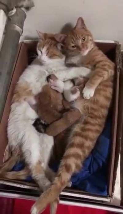 We're a family meow