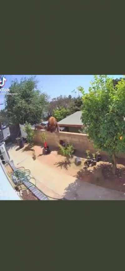 Mama dog owner > mama bear