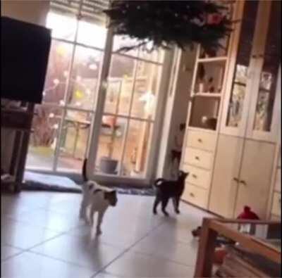 to keep the cats away from the Christmas tree