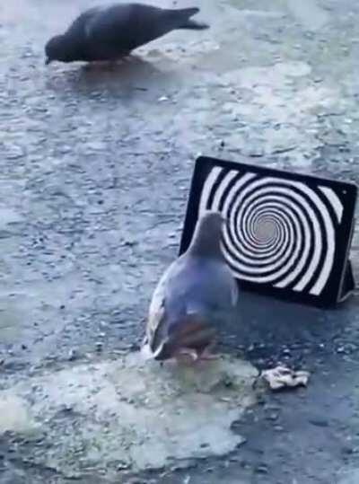 undergoing software update