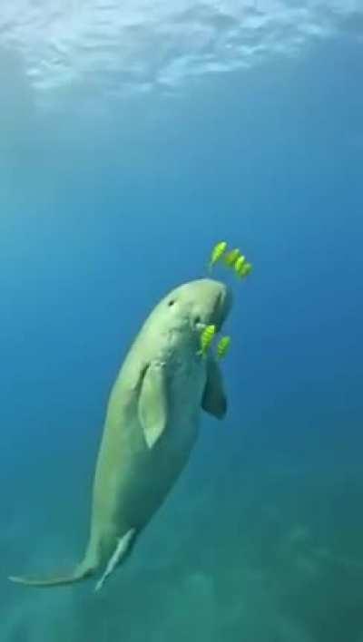 🔥The Dugong with his little friends