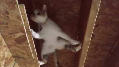 Calypso is a climber!