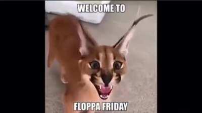 HAPPY FLOPPA FRIDAY PEOPLEEEEEE