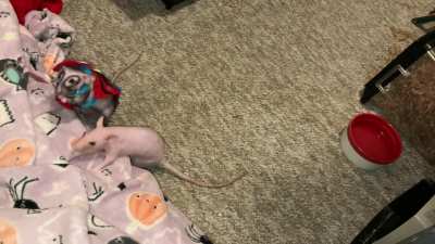 My incredible and spooky pet SpiderRAT Chickpea playing fetch in costume!