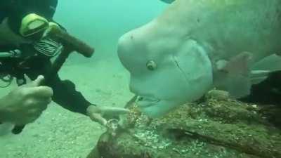 Under the sea, under the sea