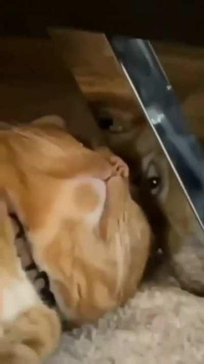 Never let them know you’re watching…